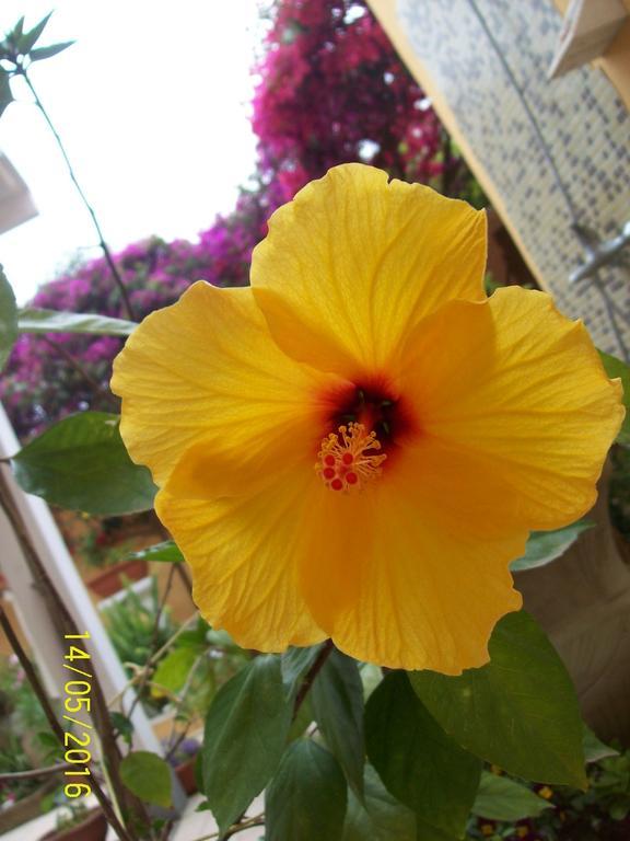 Domos Le Due Tuie Bed and Breakfast Piscinas Buitenkant foto